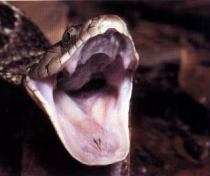 Ga. Rat snake